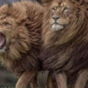 Meet your Posher, Cynthia